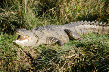 crocodile are semiaquatic and tend to congregate in freshwater h