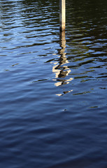 reflection of a post