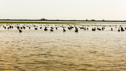 Danube Delta birds