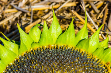 Sunflower with seeds
