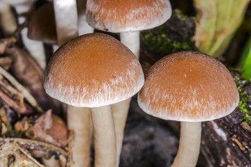 The cap poisonous mushroom
