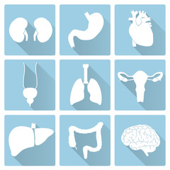 internal human body organs flat blue and white icons eps10