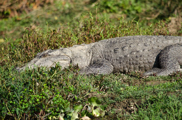 crocodile are semiaquatic and tend to congregate in freshwater h