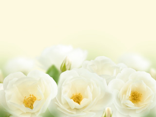 Naklejka na ściany i meble Tender white roses bouquet