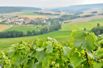 Fototapeta na wymiar Typical agricultural landscape in Champagne-Ardenne, France