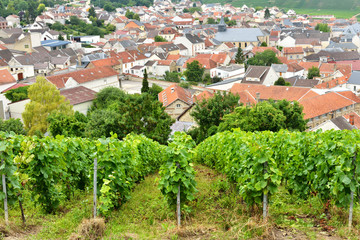 Fototapeta na wymiar Typical agricultural landscape in Champagne-Ardenne, France