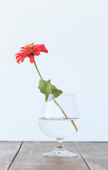 red flower in vase white background on desk