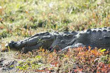 crocodile are semiaquatic and tend to congregate in freshwater h