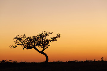 Fototapeta na wymiar Lone tree silhouette, orange sunset, Australia