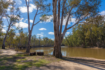 Eucalyptus trees growing on banks of Murray River, Australia