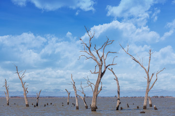 Dry tree trunks and stumps at Kow Swamp, Australia