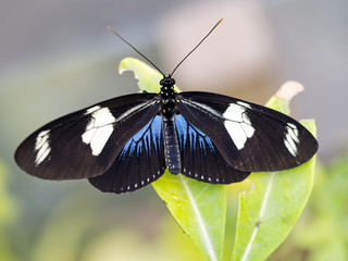 Obraz na płótnie Canvas Heliconius sara butterfly. Black blue and white.