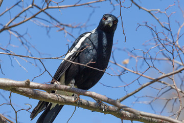 Portrait of Australian Magpie