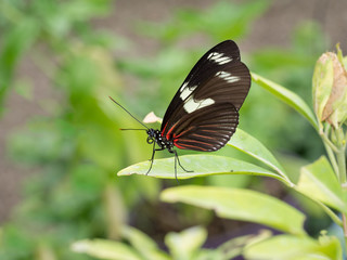 Obraz na płótnie Canvas Heliconius erato notabilis. Red Postman butterfly, resting. From