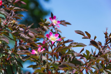 Цветы розы сизой