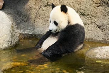 Cercles muraux Panda Giant panda sitting in water