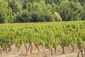 Vineyard in Provence