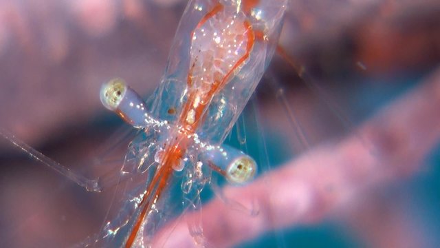 Transluent Gorgonian Shrimp. Manipontonia psamathe, Commensal shrimp, Palaemonidae