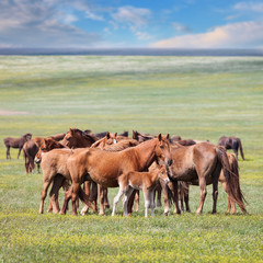 Wild horses