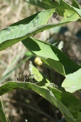 Common Milkweed plant and pods with a snails feeding on leaves