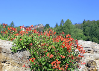 Fototapeta na wymiar Red Geraniums on the big mountain tree trunk