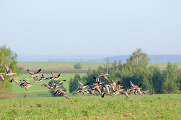 Naklejka premium Flying flock of White-fronted Gooses during migration