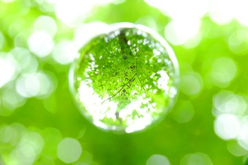 新緑を閉じ込めて