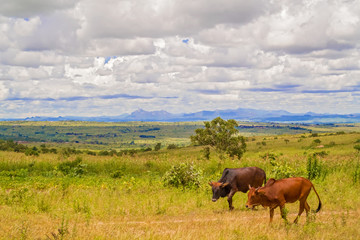 Landscape in Malawi