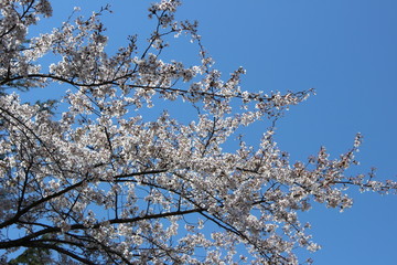 桜