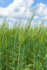 Cereals (wheat, rye)