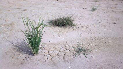the green rice on the droughty land