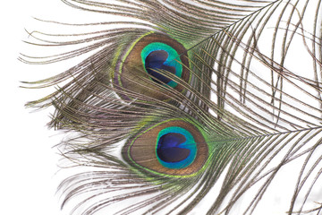 Naklejka premium Peacock feathers