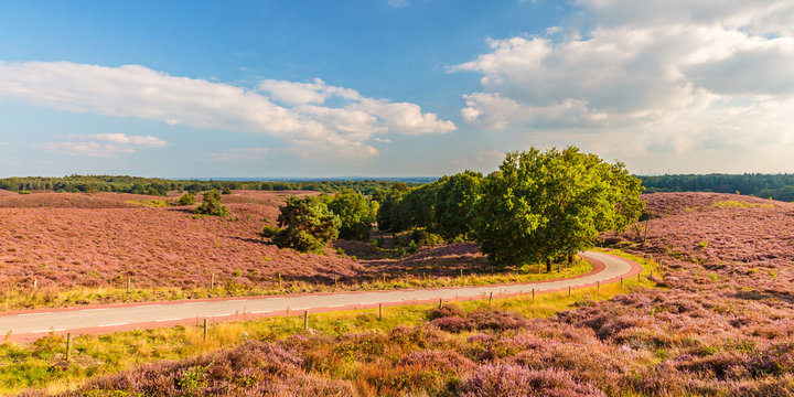 Panoramic image of blooming heathland at the Veluwe