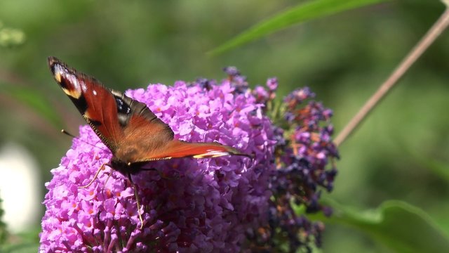 Butterfly European Peacock on Flower 