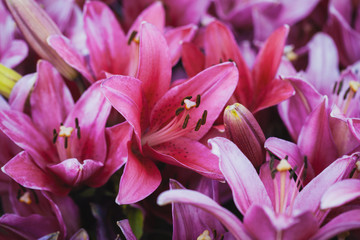 pink lilies in the summer garden