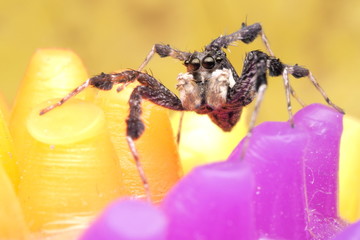 Jumping Spider //OLYMPUS DIGITAL CAMERA