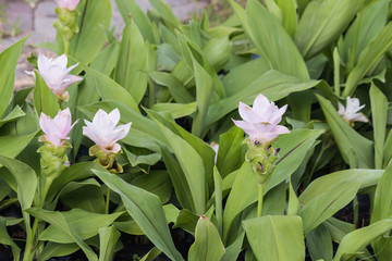Beautiful flower in garden