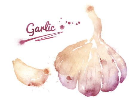 Watercolor garlic.
