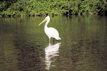 Pelikan im Wasser