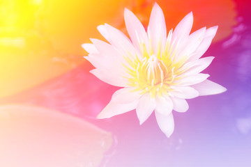 white lotus focus on yellow pollen with soft focus effect on water in pond with reflection of sky and cloud