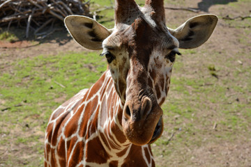 giraffe. Zoological Center of Tel Aviv-Ramat Gan. Israel.
