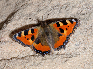 Small tortoiseshell (Aglais urticae) sunbathing on stone