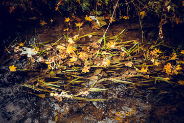 foglie gialle nel fiume