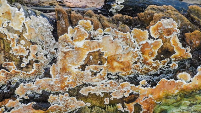 Beautiful HD stock footage of Fungus static footage , nature HD video clip 