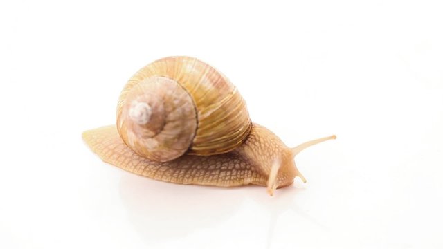 Snail, crawling slowly on white
