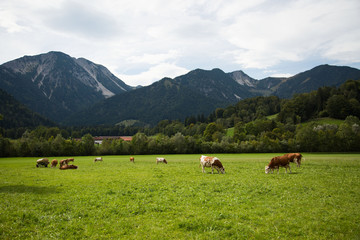 Fototapeta na wymiar Kühe auf der Weide in Bayern, Wendelsteingebirge