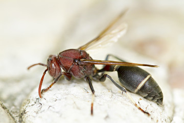 Wasp on the stone