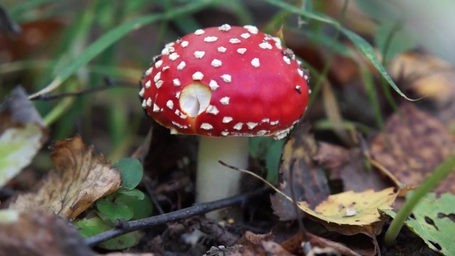 One fly agaric mushroom in the autumn forest