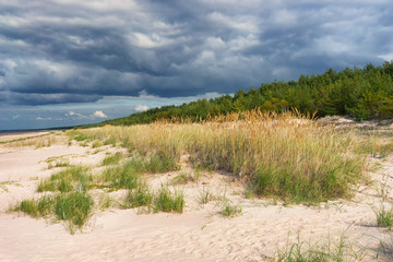 Fototapeta na wymiar The green strip of wood on the sandy beach of the Baltic Sea