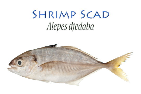 shrimp scad fish